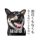 柴犬2と仲間達（個別スタンプ：14）