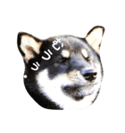 柴犬2と仲間達（個別スタンプ：15）