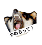 柴犬2と仲間達（個別スタンプ：17）