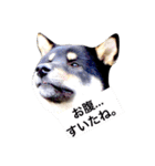 柴犬2と仲間達（個別スタンプ：18）