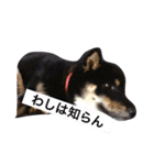 柴犬2と仲間達（個別スタンプ：20）