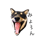 柴犬2と仲間達（個別スタンプ：21）