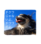 柴犬2と仲間達（個別スタンプ：23）