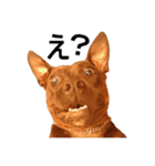 怖くないよ！ピットブル（個別スタンプ：1）