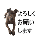 怖くないよ！ピットブル（個別スタンプ：10）