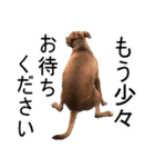 怖くないよ！ピットブル（個別スタンプ：26）