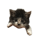 仔猫のおこげ（個別スタンプ：1）