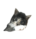 仔猫のおこげ（個別スタンプ：2）