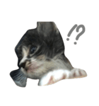仔猫のおこげ（個別スタンプ：3）