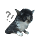 仔猫のおこげ（個別スタンプ：4）