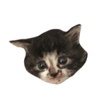 仔猫のおこげ（個別スタンプ：5）