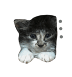 仔猫のおこげ（個別スタンプ：6）
