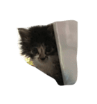 仔猫のおこげ（個別スタンプ：7）