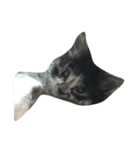仔猫のおこげ（個別スタンプ：8）