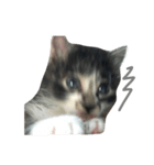 仔猫のおこげ（個別スタンプ：9）