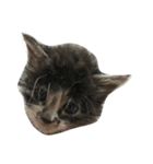 仔猫のおこげ（個別スタンプ：10）