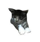 仔猫のおこげ（個別スタンプ：11）
