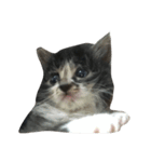 仔猫のおこげ（個別スタンプ：12）