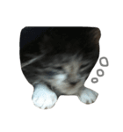 仔猫のおこげ（個別スタンプ：13）