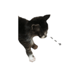 仔猫のおこげ（個別スタンプ：14）