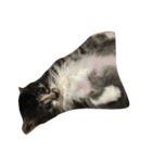 仔猫のおこげ（個別スタンプ：15）