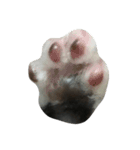 仔猫のおこげ（個別スタンプ：16）