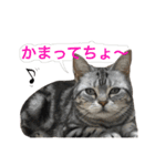 アメショのめんまさん（個別スタンプ：14）