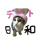 猫とかぶりもん（個別スタンプ：1）