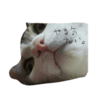 猫とかぶりもん（個別スタンプ：2）