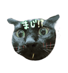 猫とかぶりもん（個別スタンプ：3）
