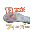 猫とかぶりもん（個別スタンプ：4）