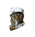 猫とかぶりもん（個別スタンプ：7）