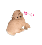 トイプードルの麦（個別スタンプ：4）