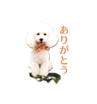 トイプードルの麦（個別スタンプ：13）