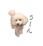 トイプードルの麦（個別スタンプ：15）