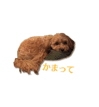 トイプードル×マルチーズ  マルプーの茶茶（個別スタンプ：3）