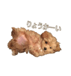 トイプードル×マルチーズ  マルプーの茶茶（個別スタンプ：4）