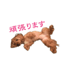 トイプードル×マルチーズ  マルプーの茶茶（個別スタンプ：6）