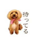 トイプードル×マルチーズ  マルプーの茶茶（個別スタンプ：8）