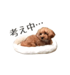 トイプードル×マルチーズ  マルプーの茶茶（個別スタンプ：10）