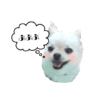 チワワのふわちゃん（個別スタンプ：1）