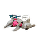 チワワのふわちゃん（個別スタンプ：2）