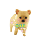 チワワのふわちゃん（個別スタンプ：6）