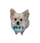 チワワのふわちゃん（個別スタンプ：7）
