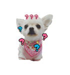 チワワのふわちゃん（個別スタンプ：12）