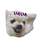 チワワのふわちゃん（個別スタンプ：13）