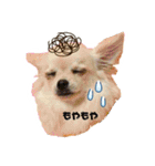 チワワのふわちゃん（個別スタンプ：14）