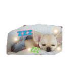 チワワのふわちゃん（個別スタンプ：15）