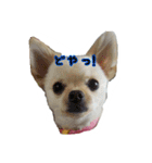 チワワのふわちゃん（個別スタンプ：17）