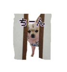 チワワのふわちゃん（個別スタンプ：18）